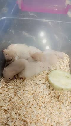 Hamster Babies handtame each 1500