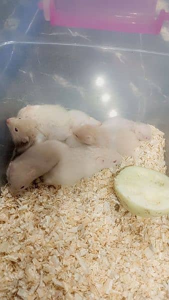 Hamster Babies handtame each 1500 0
