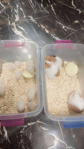 Hamster Babies handtame each 1500 7
