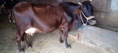 cow for sale black and brown