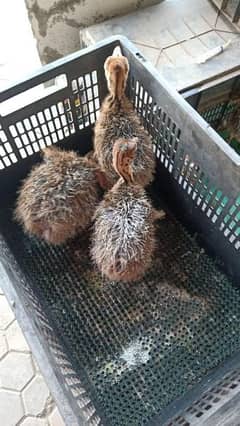 2 week ostrich baby available