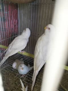 Albino red eyes budgie for sell final price RS 10.000 with cage