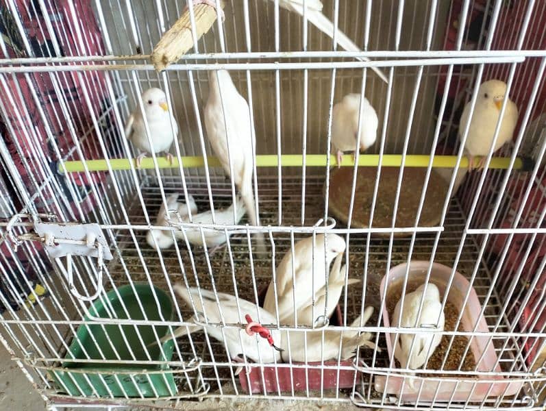Albino red eyes budgie for sell 800 per piece 2