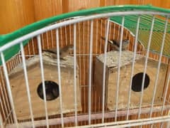 3 Pairs of Finches
