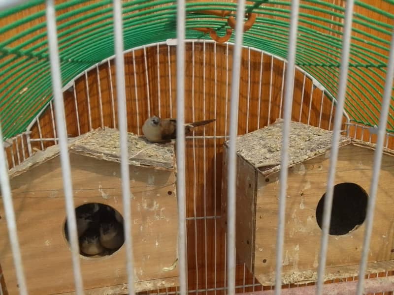 3 Pairs of Finches 3