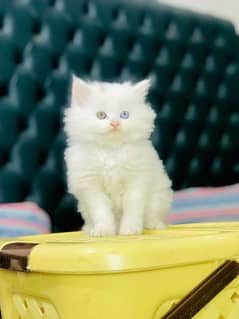 Cute Persian Kitten for sale 0