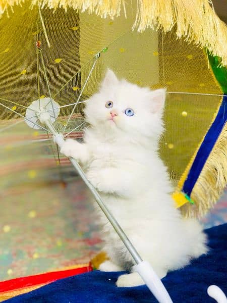 Cute Persian Kitten for sale 1