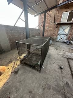 Big Birds African Gray, Breader Cages Available 0