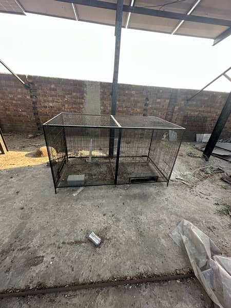 Big Birds African Gray, Breader Cages Available 1