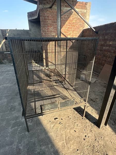 Big Birds African Gray, Breader Cages Available 3