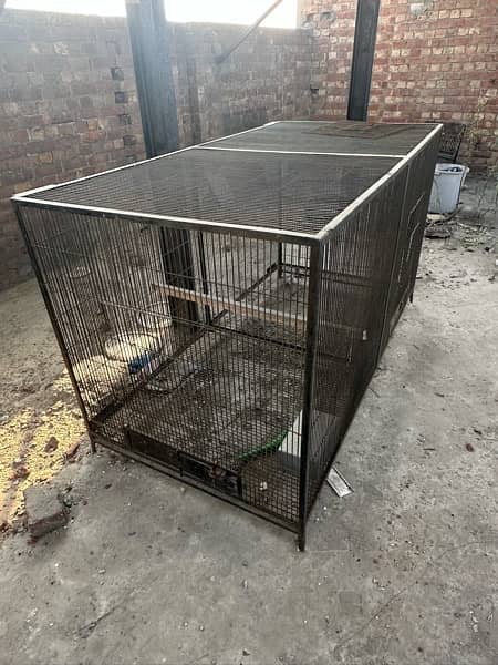 Big Birds African Gray, Breader Cages Available 5