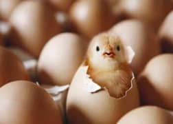 eggs hatching service