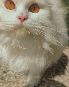 Persian Kitten Male Playful Trained and Vaccinated