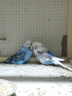 Exhibition store budgies olx