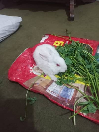 Pakistani Angora Rabbit 03214160237