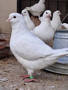 King Pigeons Breeder Pairs