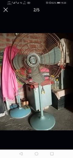 padistal fan royle fan