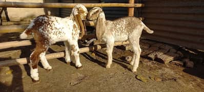 Beautiful male goat kids for sale