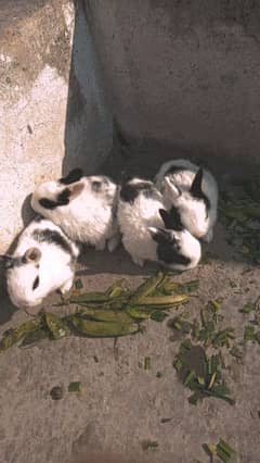 All Rabbits For SaLe , Breeder Pairs With BaBies & Adult Pieces
