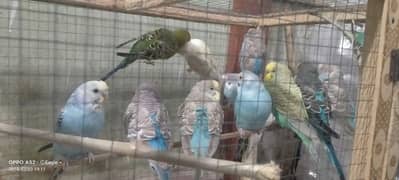 Australian breeders parrot