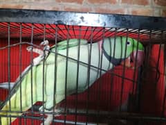 parrot talking and hand team pair Lahore