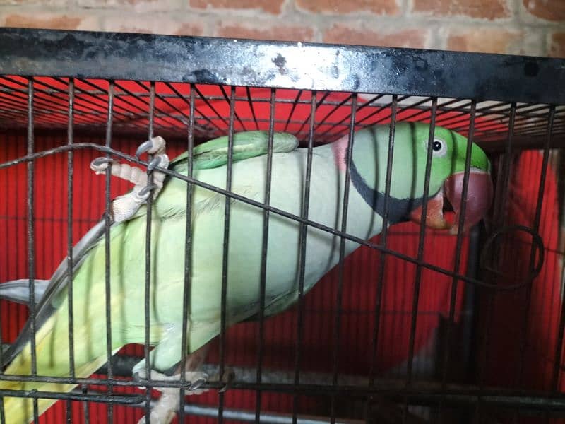 parrot talking and hand team pair Lahore 0