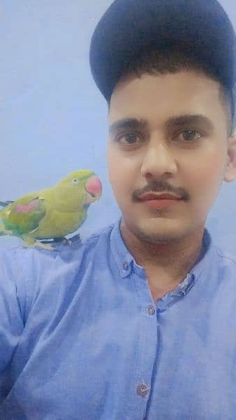 parrot talking and hand team pair Lahore 1