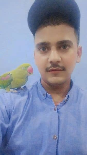 parrot talking and hand team pair Lahore 4