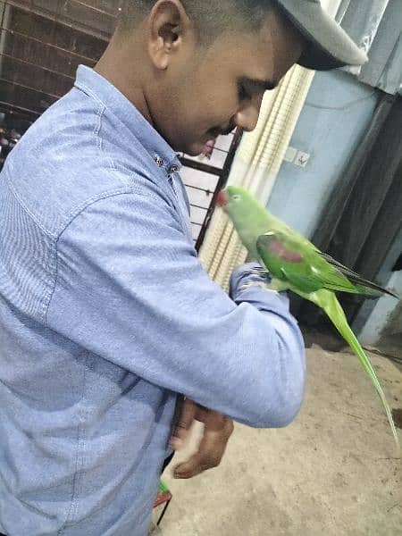 parrot talking and hand team pair Lahore 6