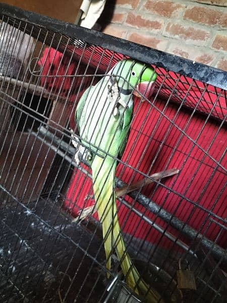 parrot talking and hand team pair Lahore 7