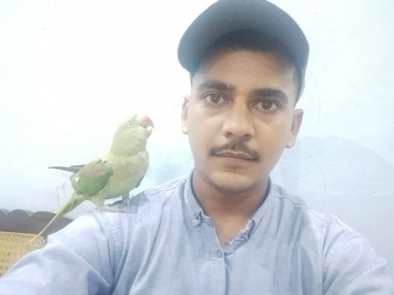 parrot talking and hand team pair Lahore 9