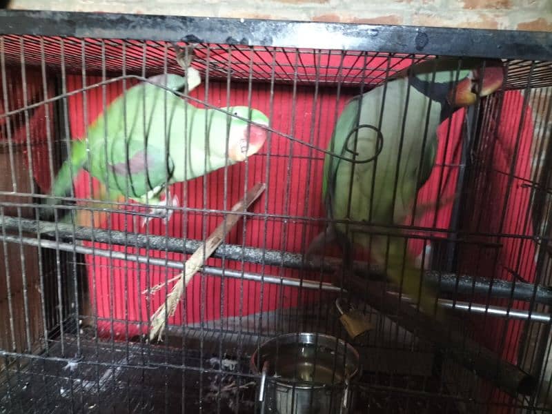 parrot talking and hand team pair Lahore 11