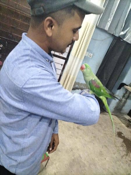 parrot talking and hand team pair Lahore 13