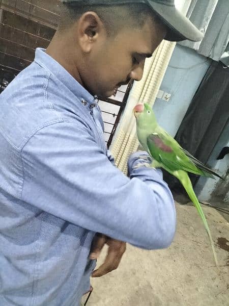 parrot talking and hand team pair Lahore 16