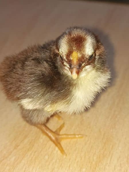 Heavy Buff | | Sebright | Australorp | Aseel | Silky | Eggs Available 1