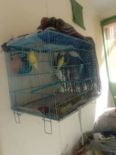 03 Pairs of parrots with large cage and assesories.