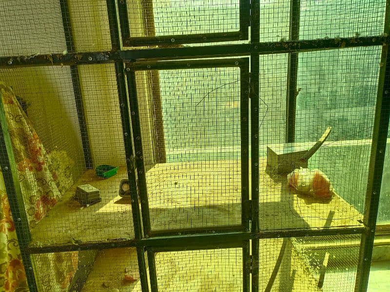 birds cage 6