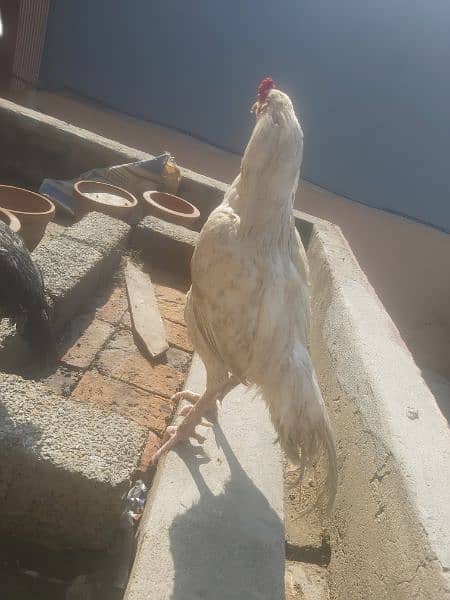hens for sale 18