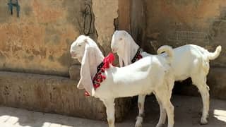 Goats for sale 03478550171