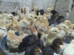 chicks goldren misri 13 days full  active& healthy # 03142243657