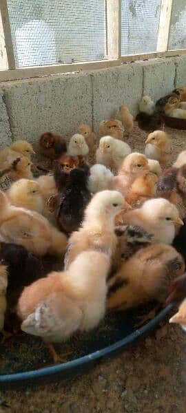 chicks goldren misri 13 days full  active& healthy # 03142243657 2