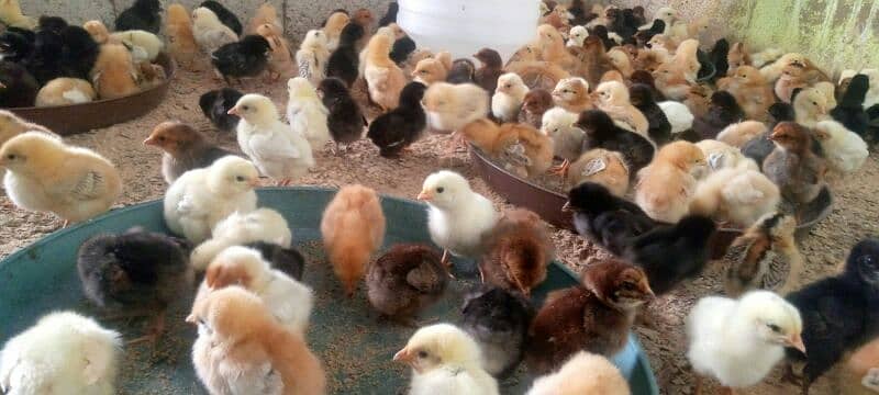chicks goldren misri 13 days full  active& healthy # 03142243657 3