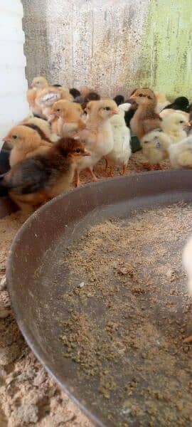 chicks goldren misri 13 days full  active& healthy # 03142243657 5