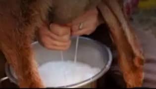 Pure & Fresh goat milk available for sale at Lahore