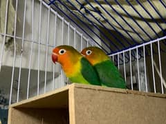 Love birds breeder pair with cage n box