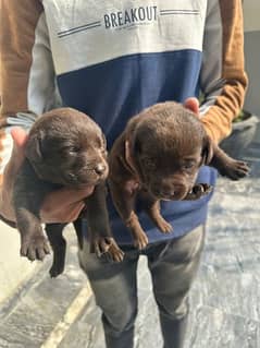 chocolate brown labradores available both male and female.