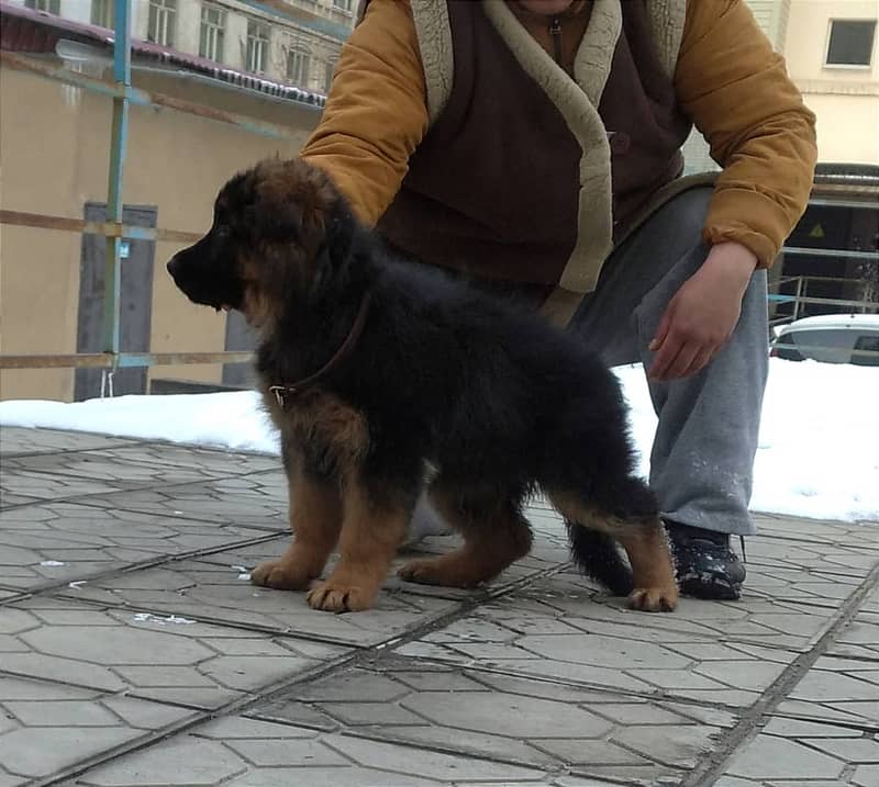 german shephed black an ten | Padigree | Doges for sale 8