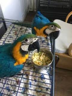 blue macaw parrot checks for sale 0315-8074-799