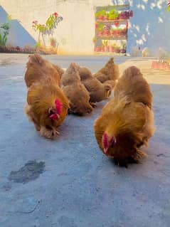 Golden Buff Chicks - Heavy White Bentum Chicks Available