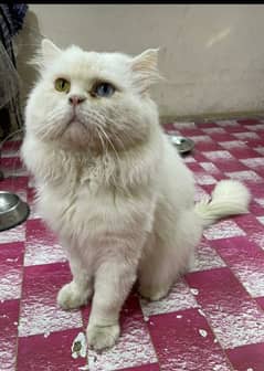 alpha male extreme punch face odd eye persian cat male for mating